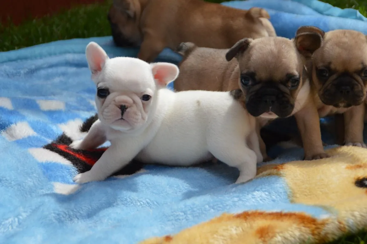 Adorable French Bulldog Puppies. whatsapp us for details:+27848239748