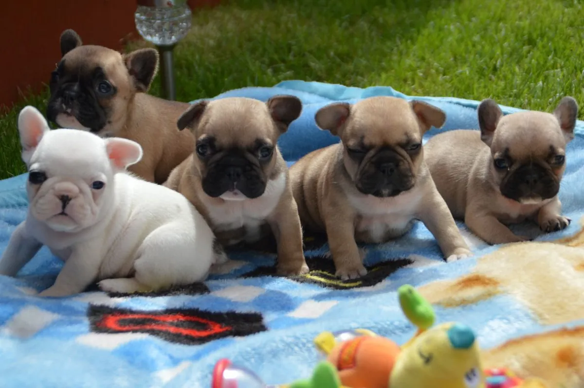 Adorable French Bulldog Puppies. whatsapp us for details:+27848239748