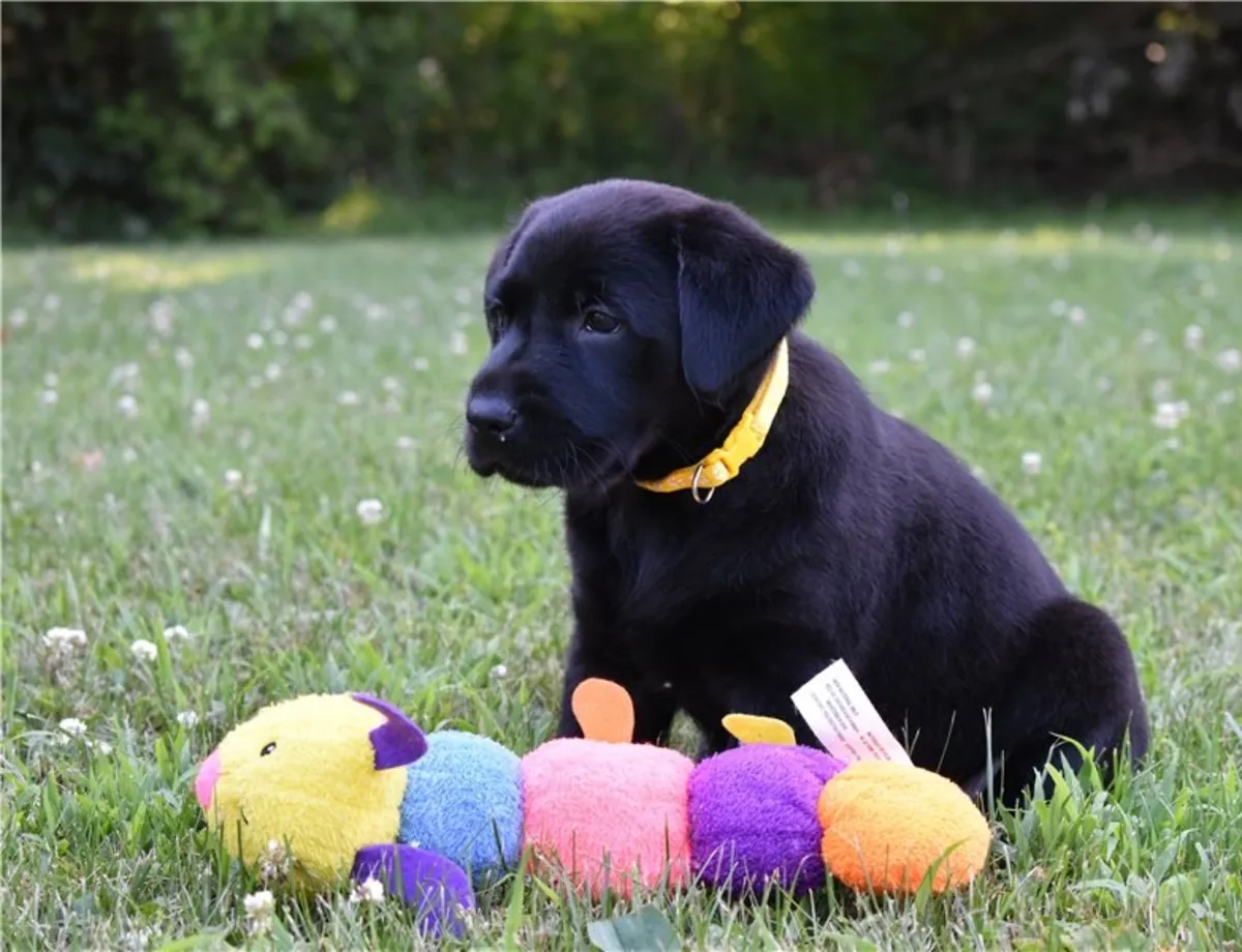 Sweet Labrador Puppies. whatsapp us for details:+27848239748