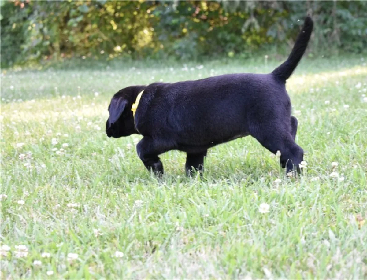 Sweet Labrador Puppies. whatsapp us for details:+27848239748