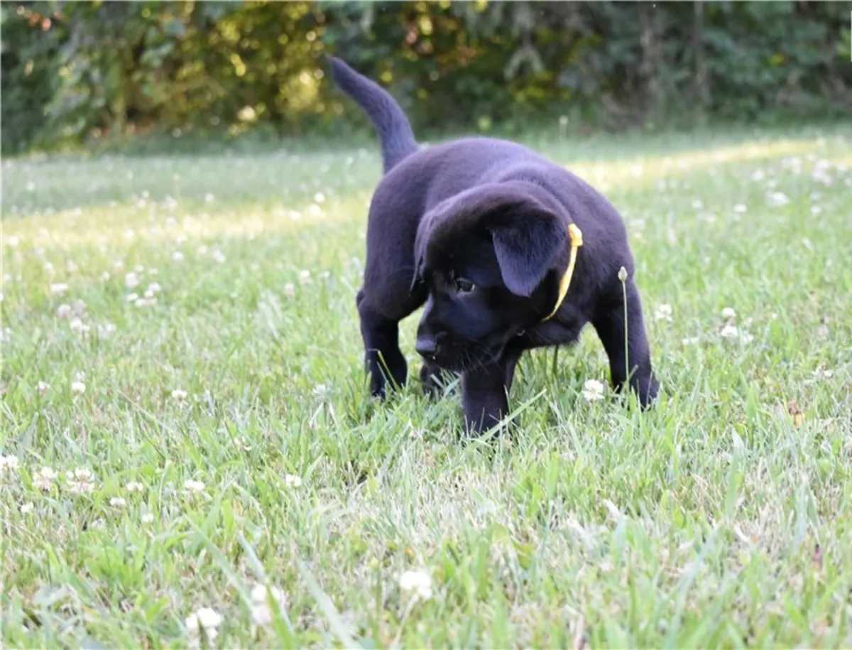 Sweet Labrador Puppies. whatsapp us for details:+27848239748