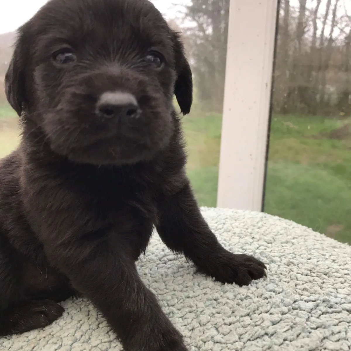 Sweet Labrador Puppies. whatsapp us for details:+27848239748