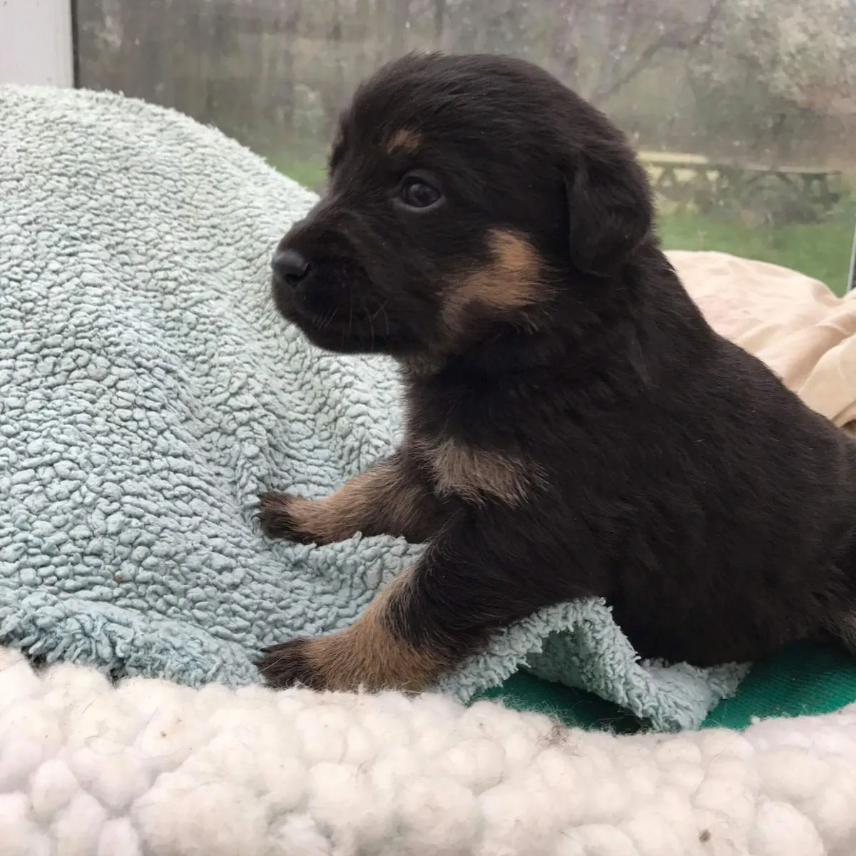 Sweet Labrador Puppies. whatsapp us for details:+27848239748