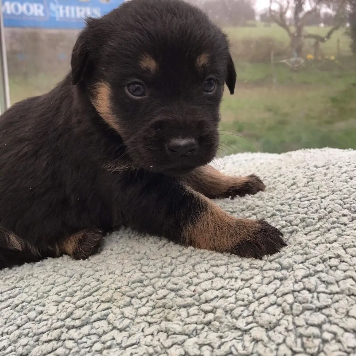 Sweet Labrador Puppies. whatsapp us for details:+27848239748