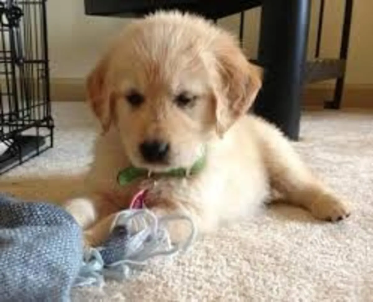 Goldern retriver Puppies for sales . whatsapp us for details:+27848239748