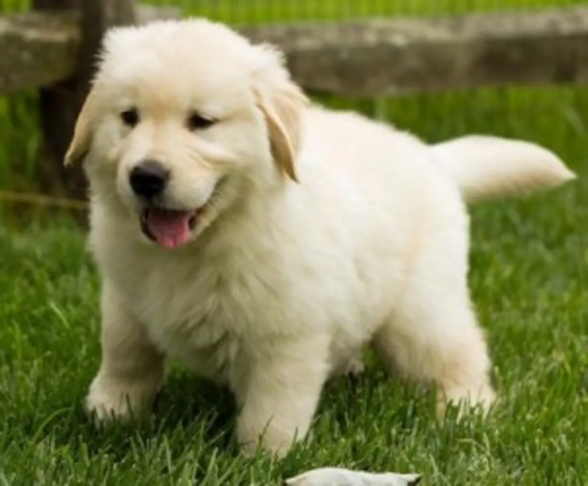 Goldern retriver Puppies for sales . whatsapp us for details:+27848239748
