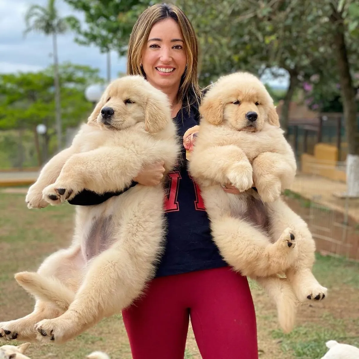 Goldern retriver Puppies for sales . whatsapp us for details:+27848239748