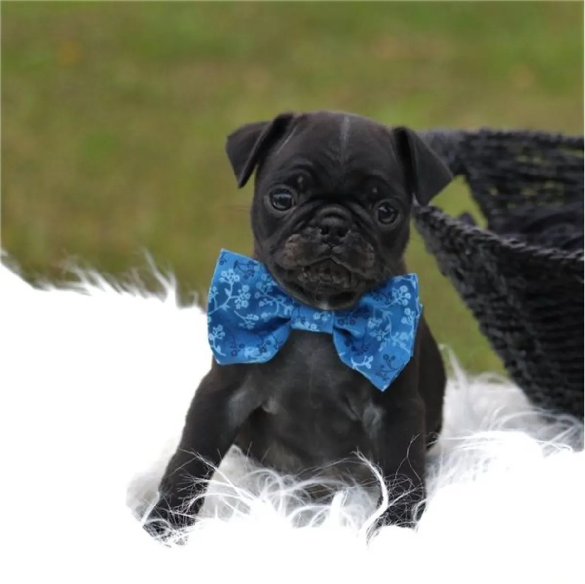 Muhteşem açık kahverengi pug yavruları. Detaylar için WhatsApp üzerinden bize ulaşın: +27848239748