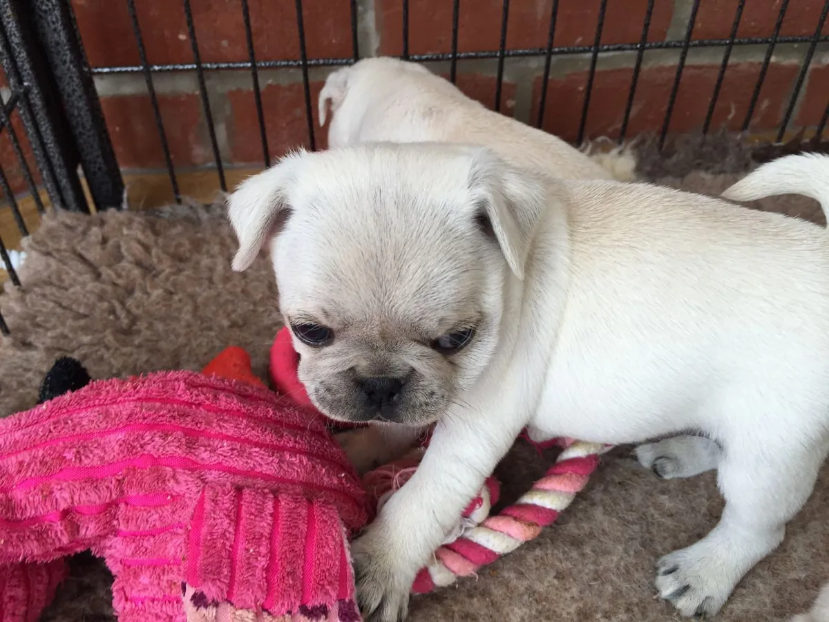 Muhteşem açık kahverengi pug yavruları. Detaylar için WhatsApp üzerinden bize ulaşın: +27848239748