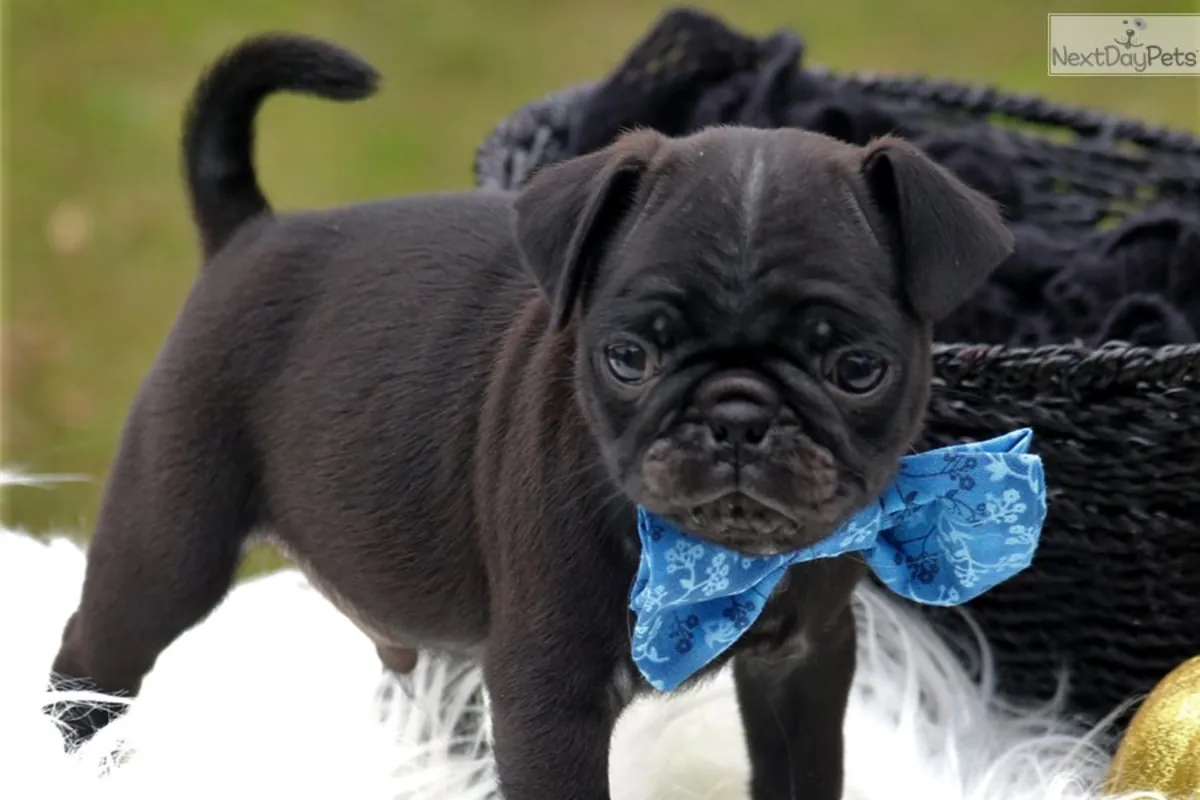 Muhteşem açık kahverengi pug yavruları. Detaylar için WhatsApp üzerinden bize ulaşın: +27848239748