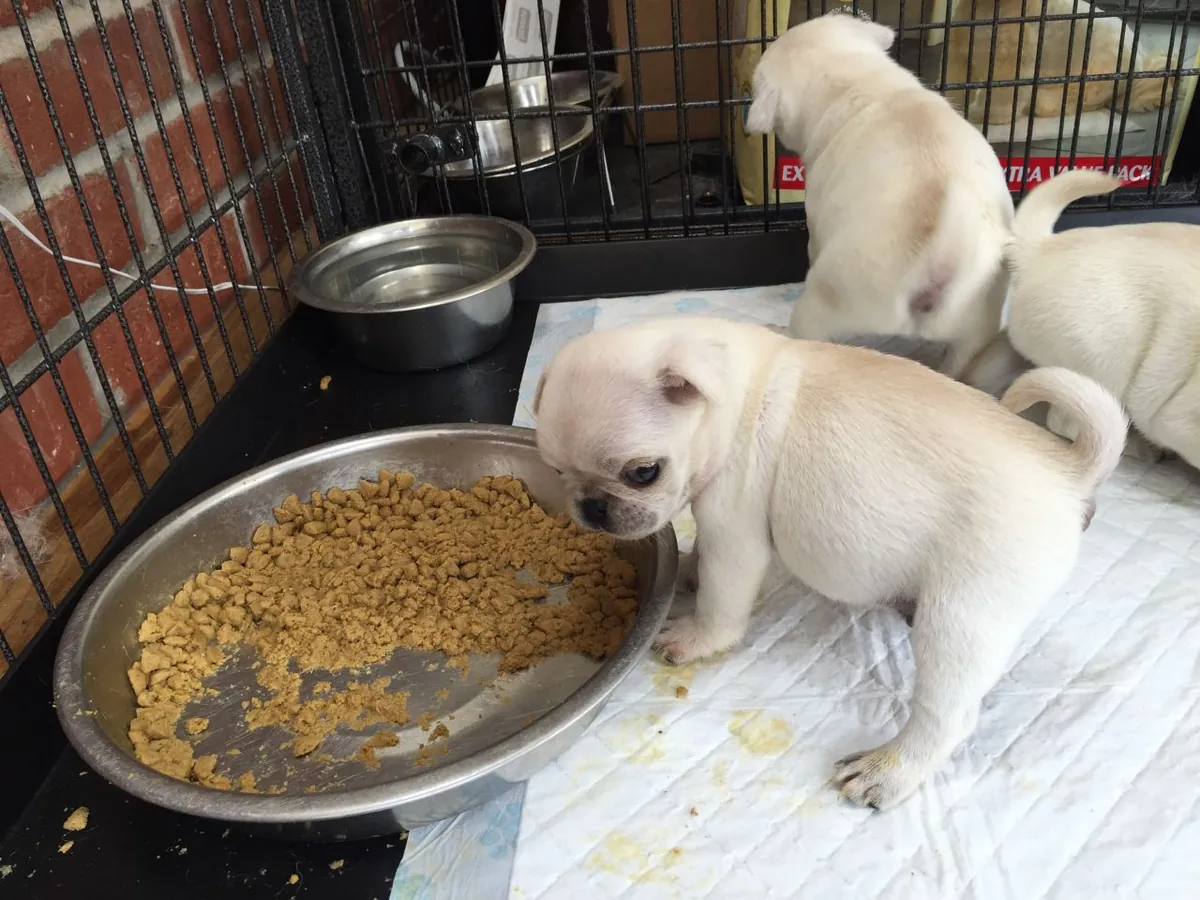 Muhteşem açık kahverengi pug yavruları. Detaylar için WhatsApp üzerinden bize ulaşın: +27848239748