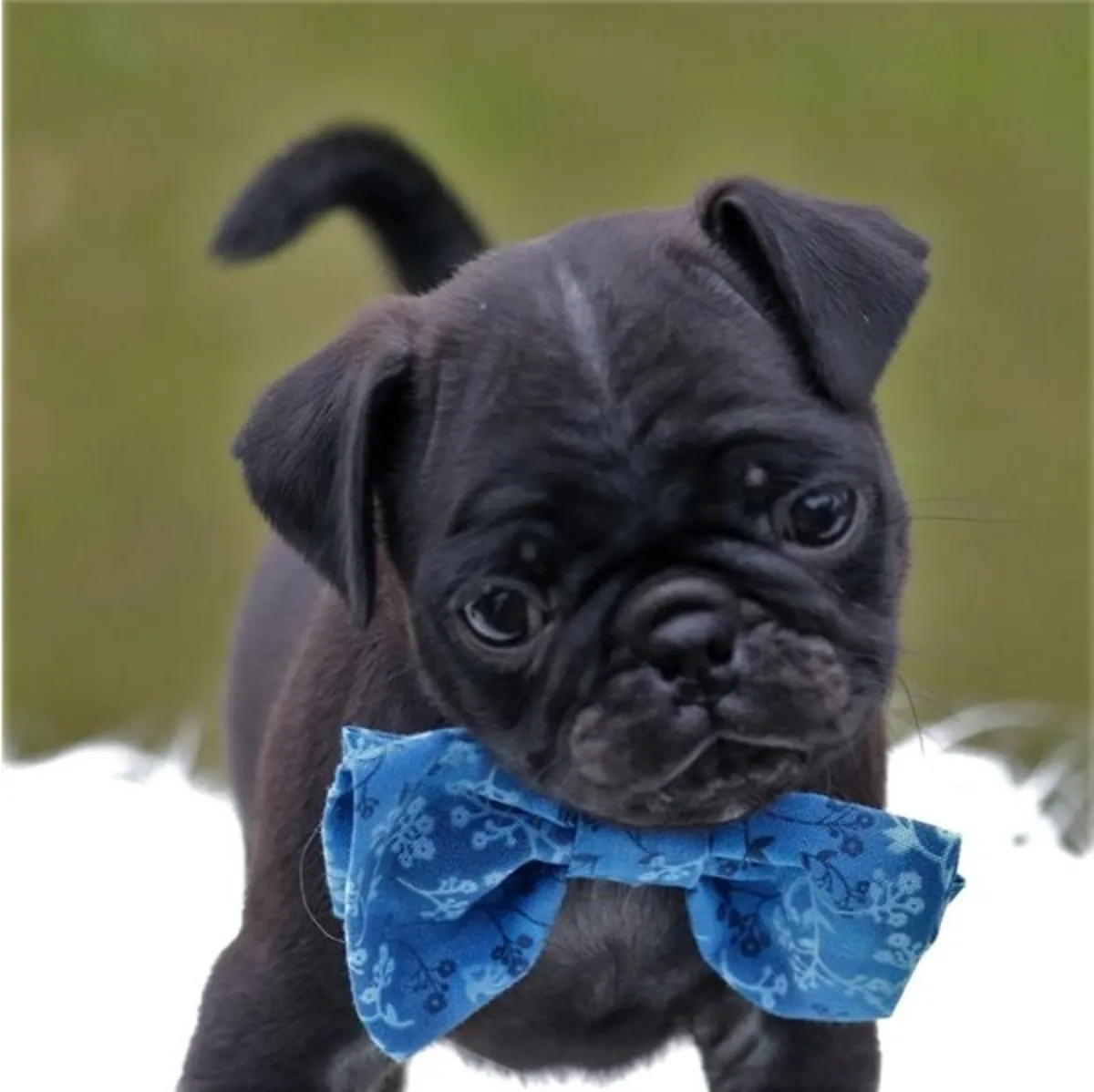 Muhteşem açık kahverengi pug yavruları. Detaylar için WhatsApp üzerinden bize ulaşın: +27848239748