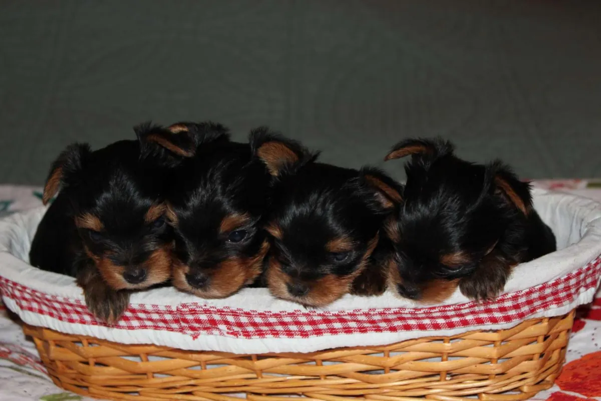 Adorable purebred Yorkshire Terrier puppies