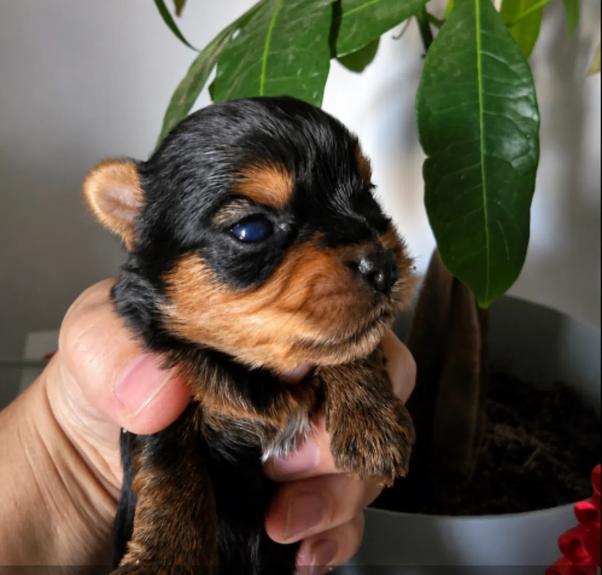 Adorable purebred Yorkshire Terrier puppies