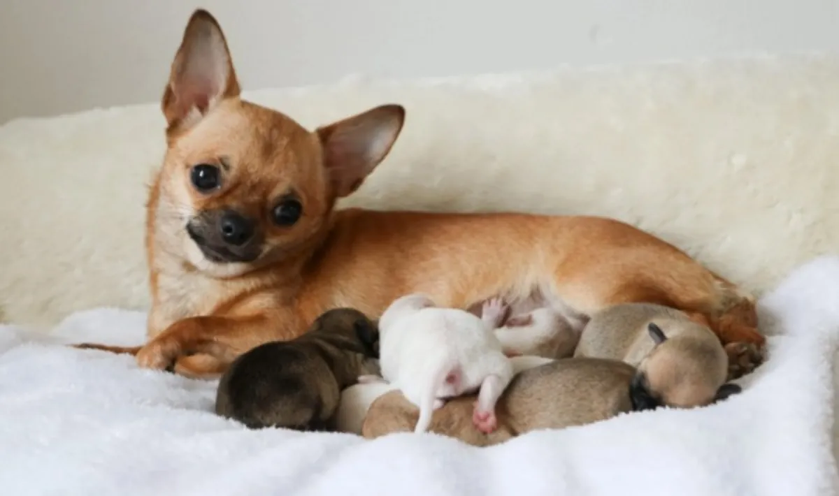 Beautiful purebred Chihuahua puppies with an excellent pedigree