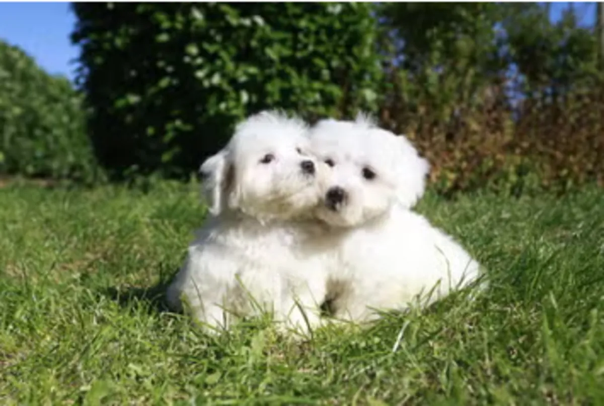 Purebred Maltese Bichon Puppies