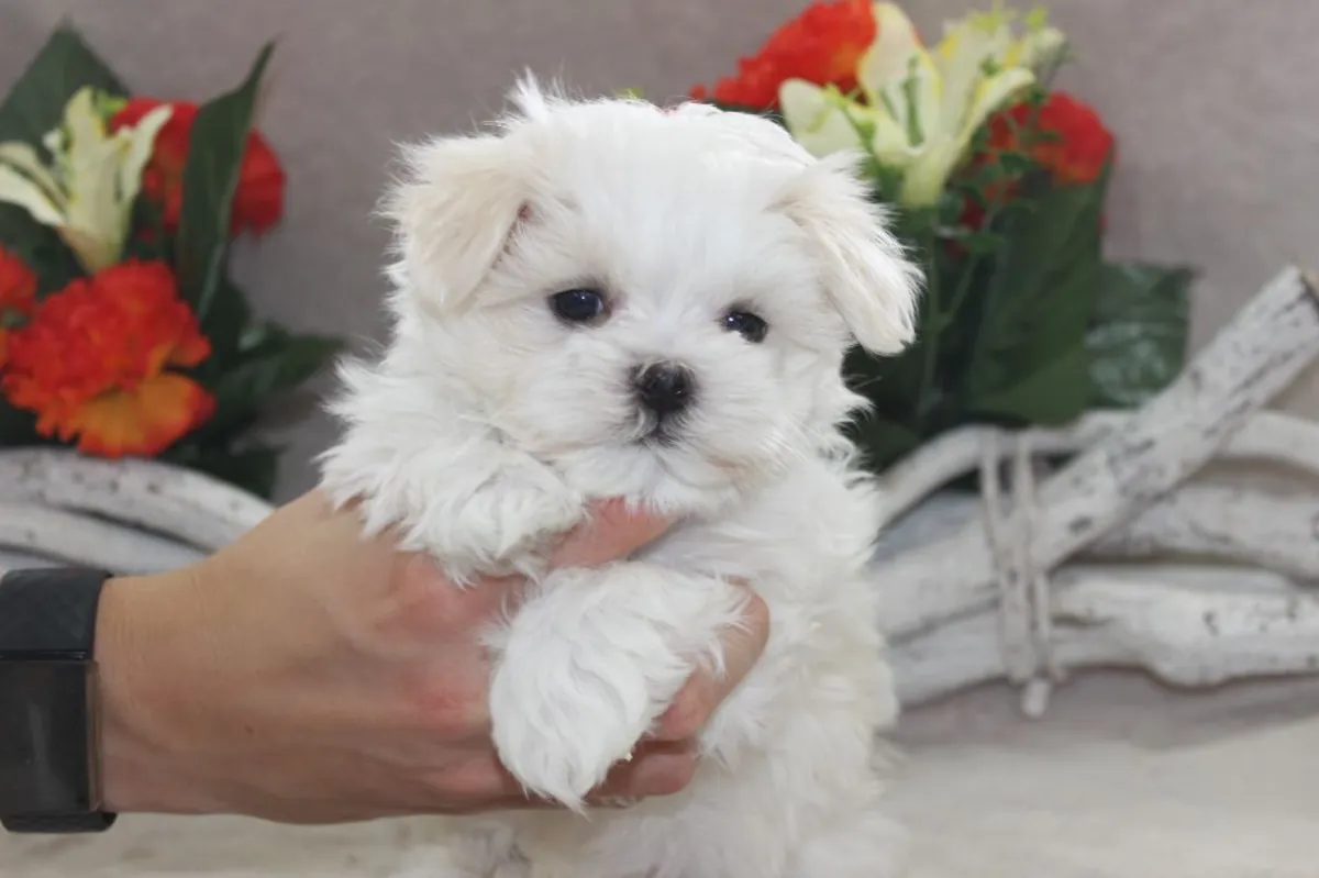Purebred Maltese Bichon Puppies