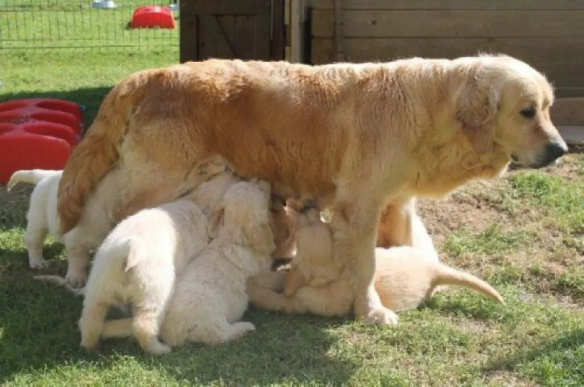 Regalo cachorros de Golden retriever de raza pura