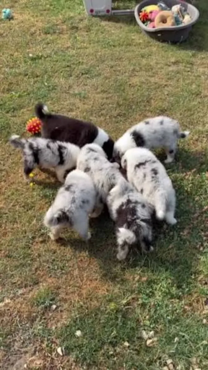 Güzel safkan border collie yavruları