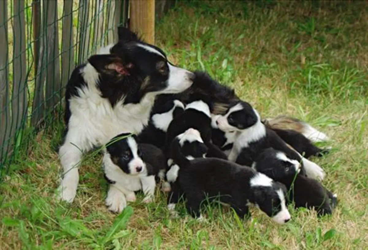 Güzel safkan border collie yavruları