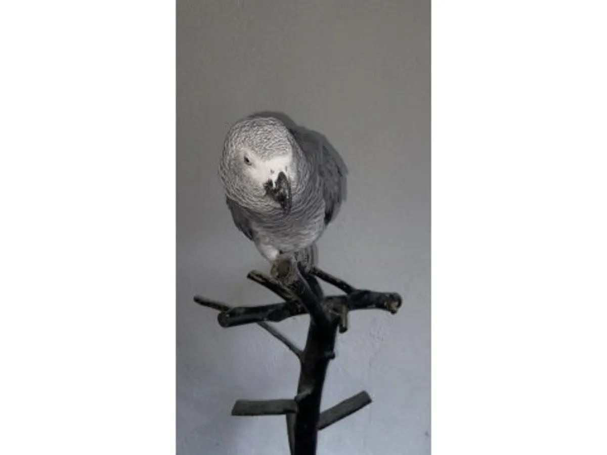 一只喜欢与人互动的雅科鹦鹉待领养。