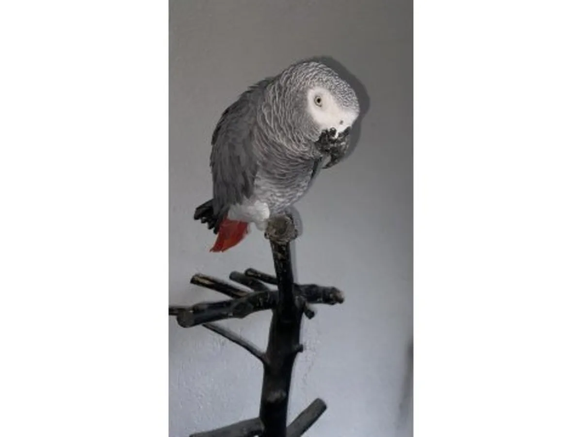 一只喜欢与人互动的雅科鹦鹉待领养。