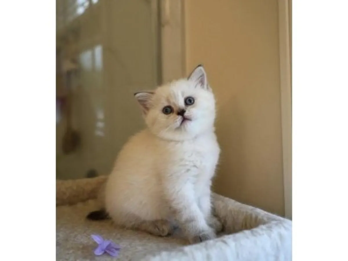 一只性格温顺的英国短毛猫幼崽，在家庭环境中长大。