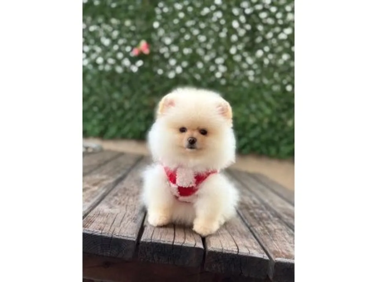 白色博美幼犬精力充沛，喜欢社交。