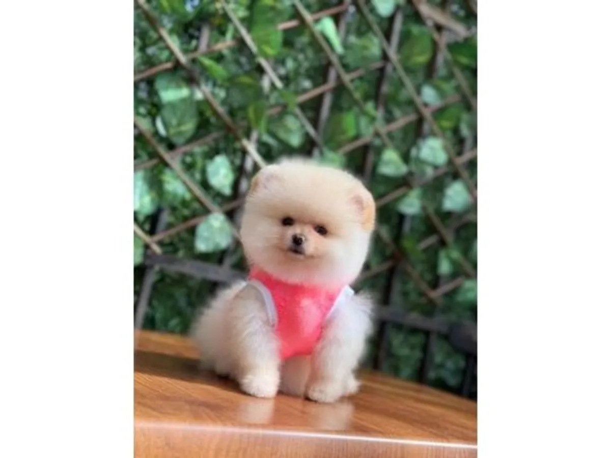 白色博美幼犬精力充沛，喜欢社交。