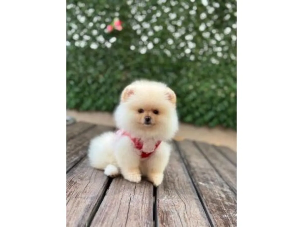 白色博美幼犬精力充沛，喜欢社交。