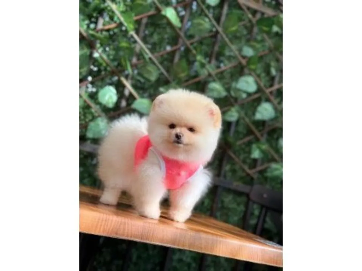 白色博美幼犬精力充沛，喜欢社交。