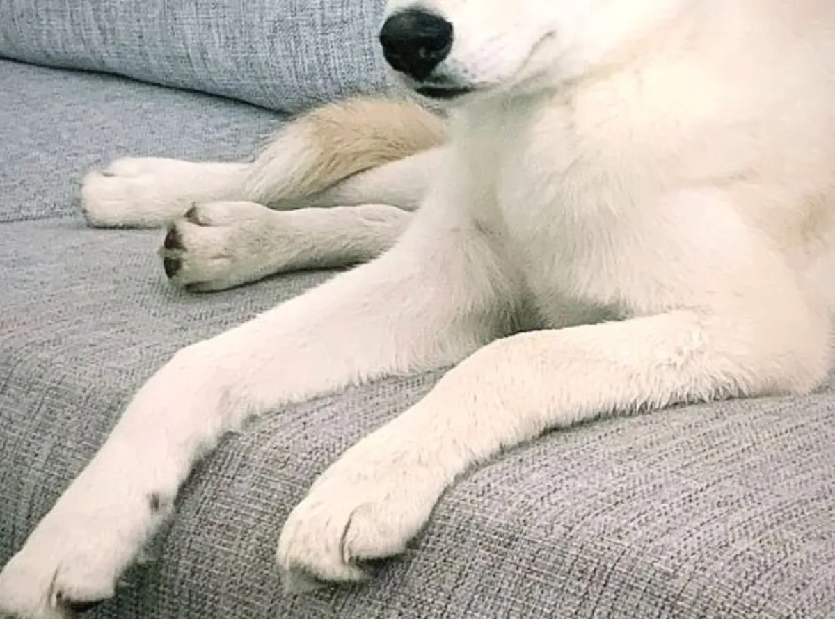 一只活泼好动的哈士奇犬将被送养。