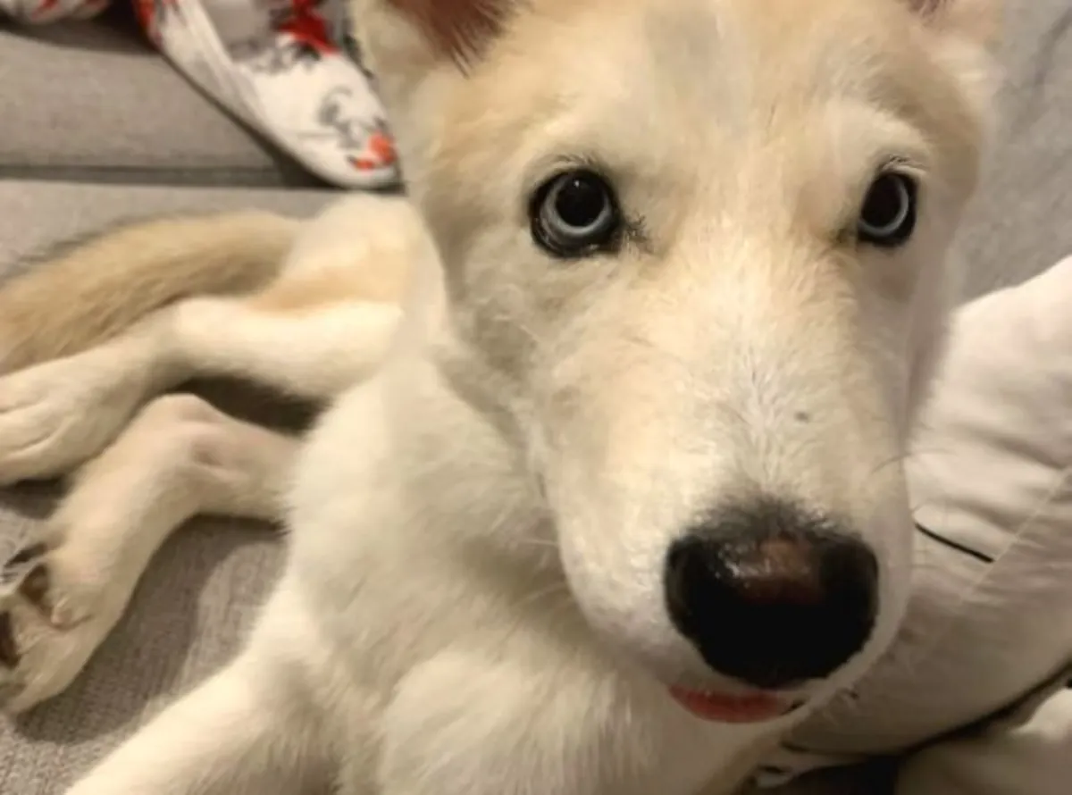 一只活泼好动的哈士奇犬将被送养。