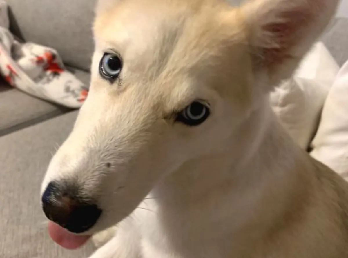 一只活泼好动的哈士奇犬将被送养。