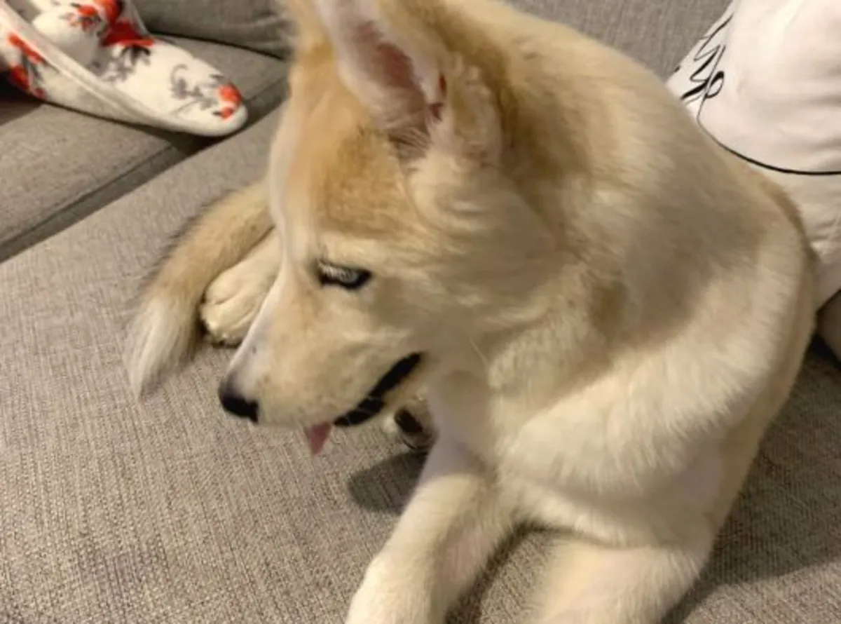 一只活泼好动的哈士奇犬将被送养。