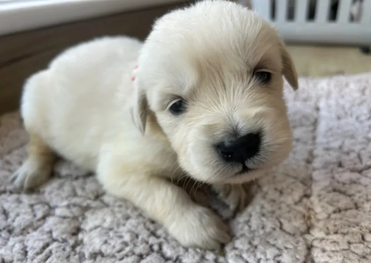 Muhteşem golden retriever yavruları