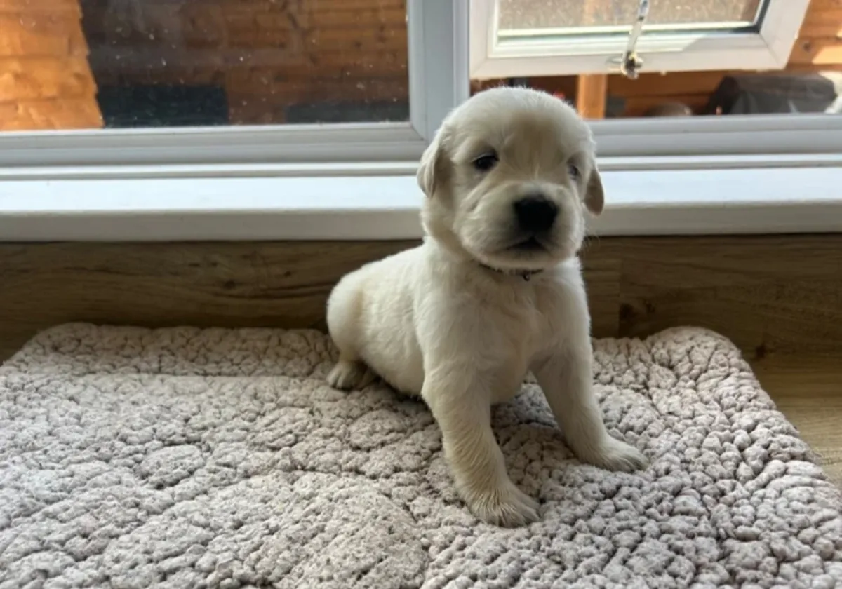 Muhteşem golden retriever yavruları