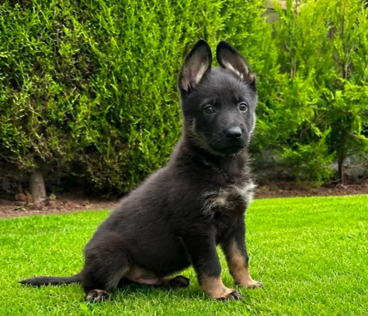 The ultimate german shepherd pups