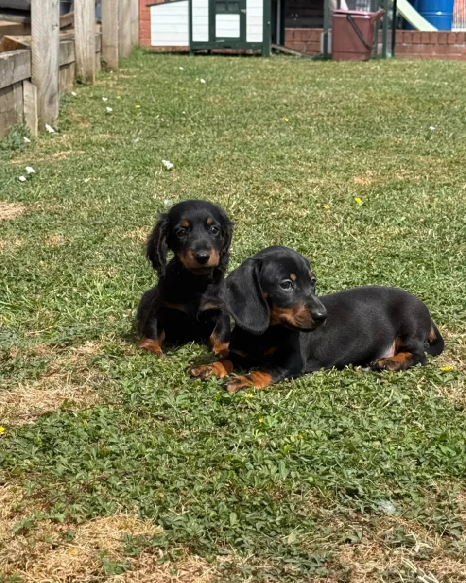 Dachshund puppies