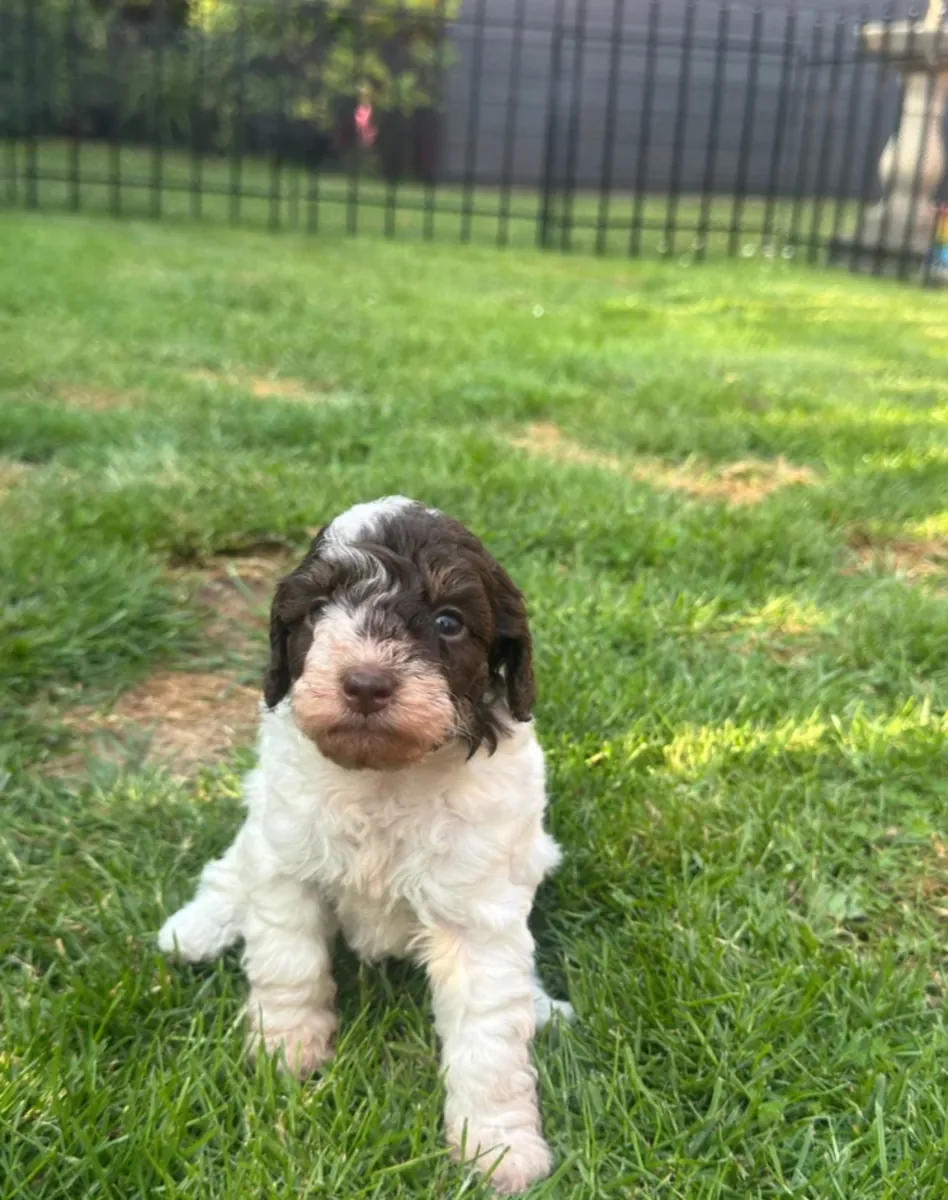 Gorgeous Toy Poodle Puppies