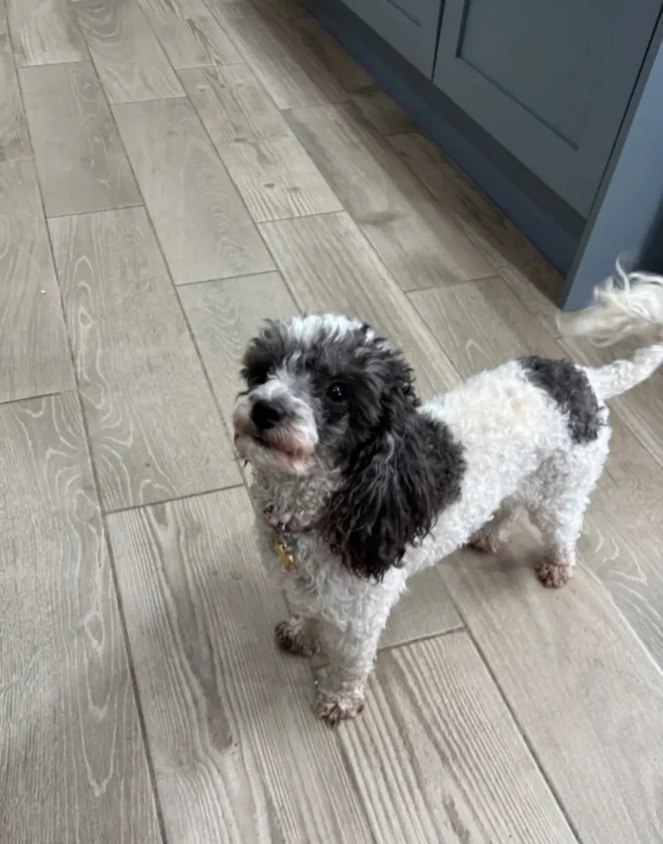 Gorgeous Toy Poodle Puppies