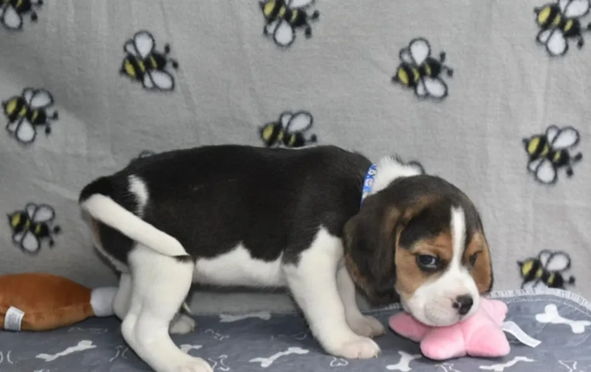 Beautiful beagle puppies