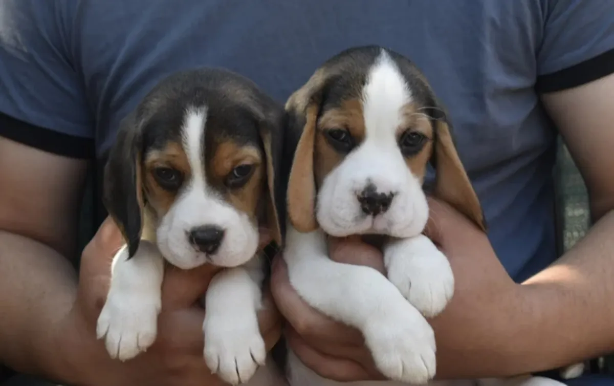 Beautiful beagle puppies