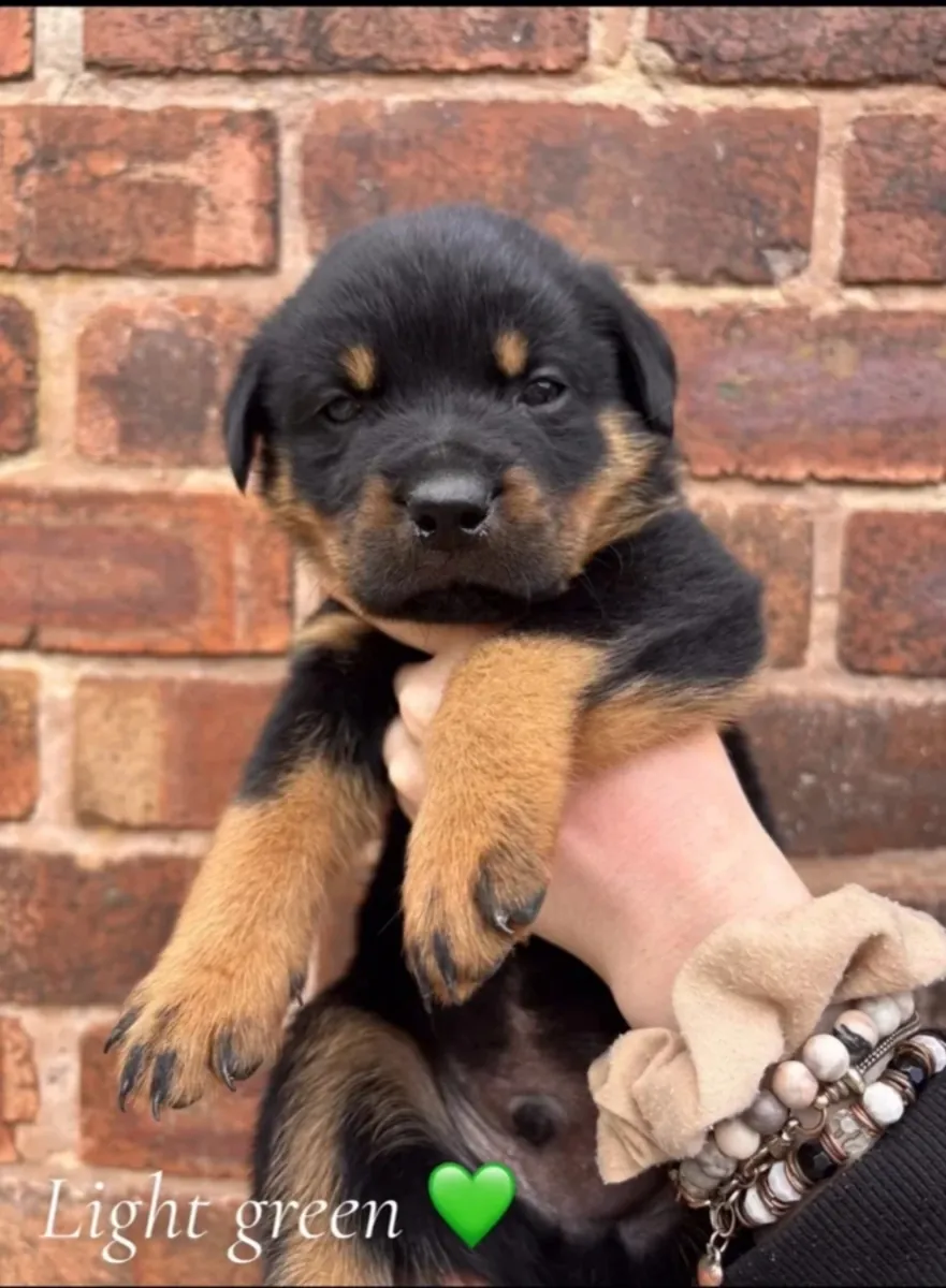 Rottweiler puppies!