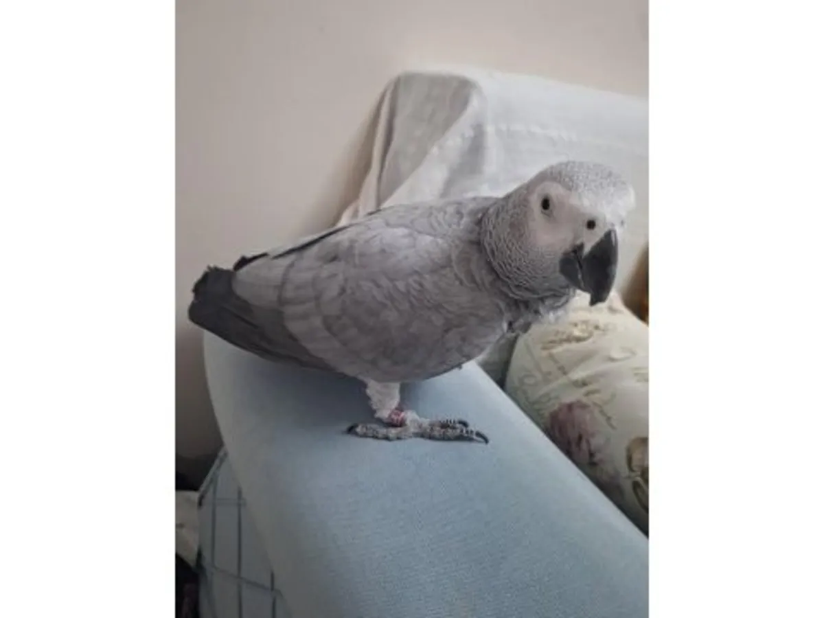 This talkative African Grey parrot, accustomed to a home environment, is looking for a new family.