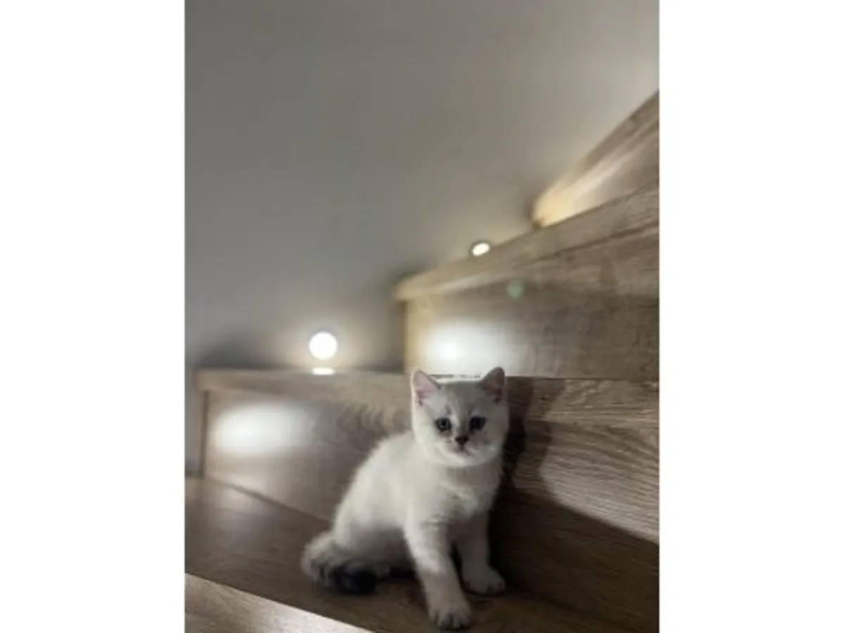 Этот спокойный по характеру котенок британской короткошерстной породы ждет своего нового владельца.