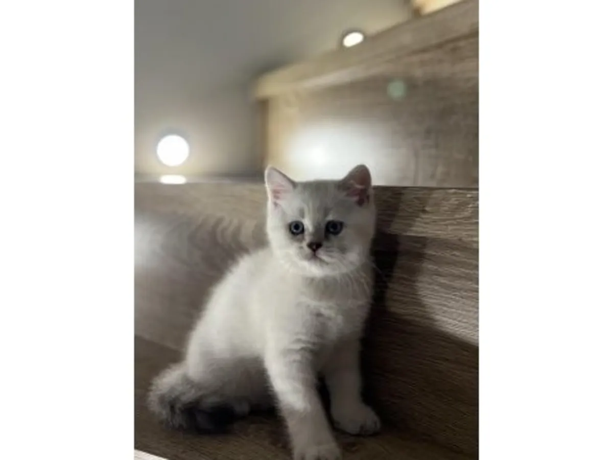 Этот спокойный по характеру котенок британской короткошерстной породы ждет своего нового владельца.