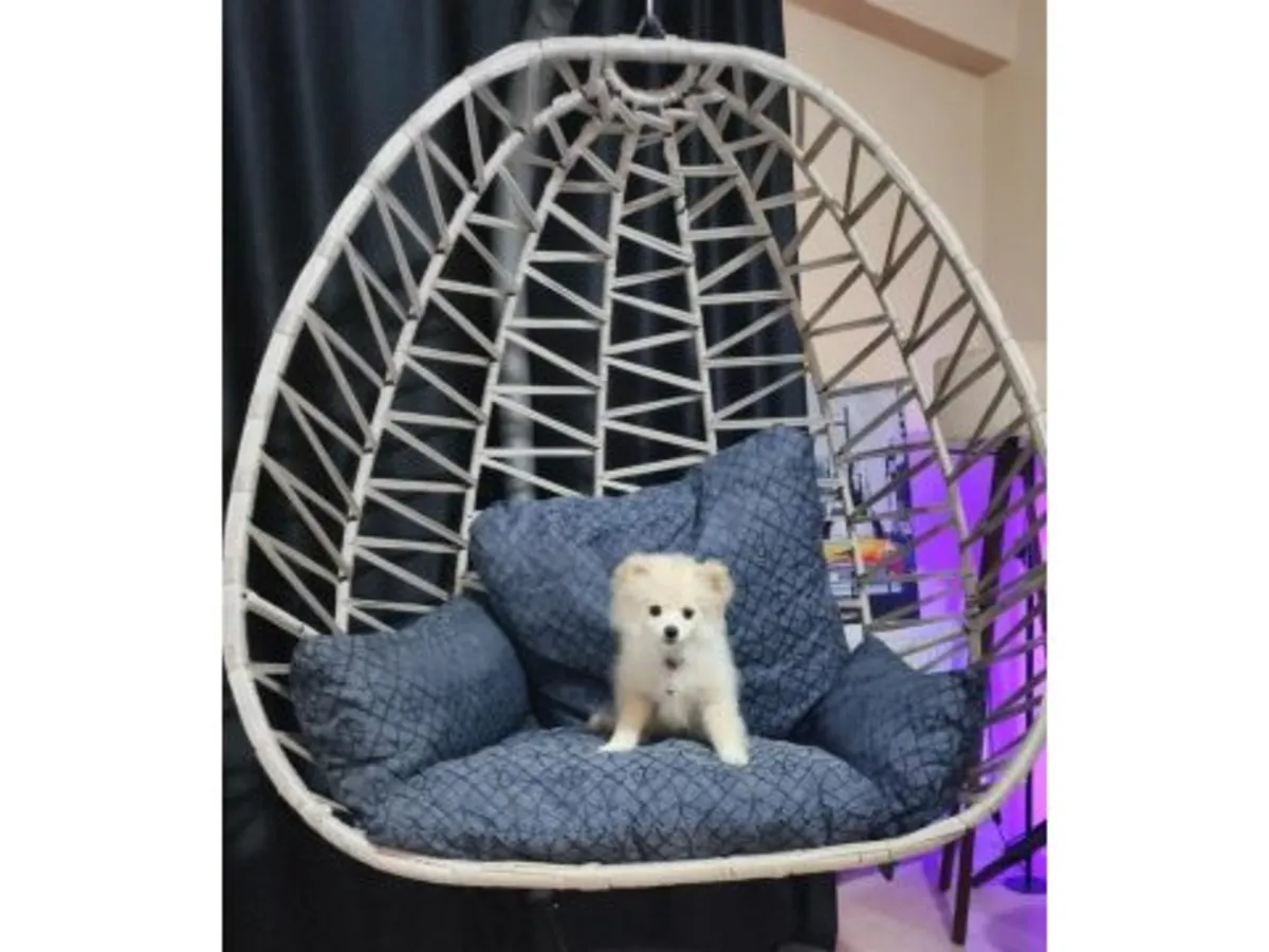 Белый померанский шпиц будет отдан другому покупателю, исходя из его игривого и общительного характера.