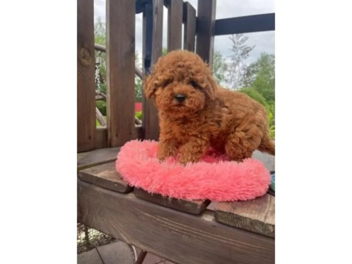 Продается коричневый пудель с умным и легко адаптирующимся характером.