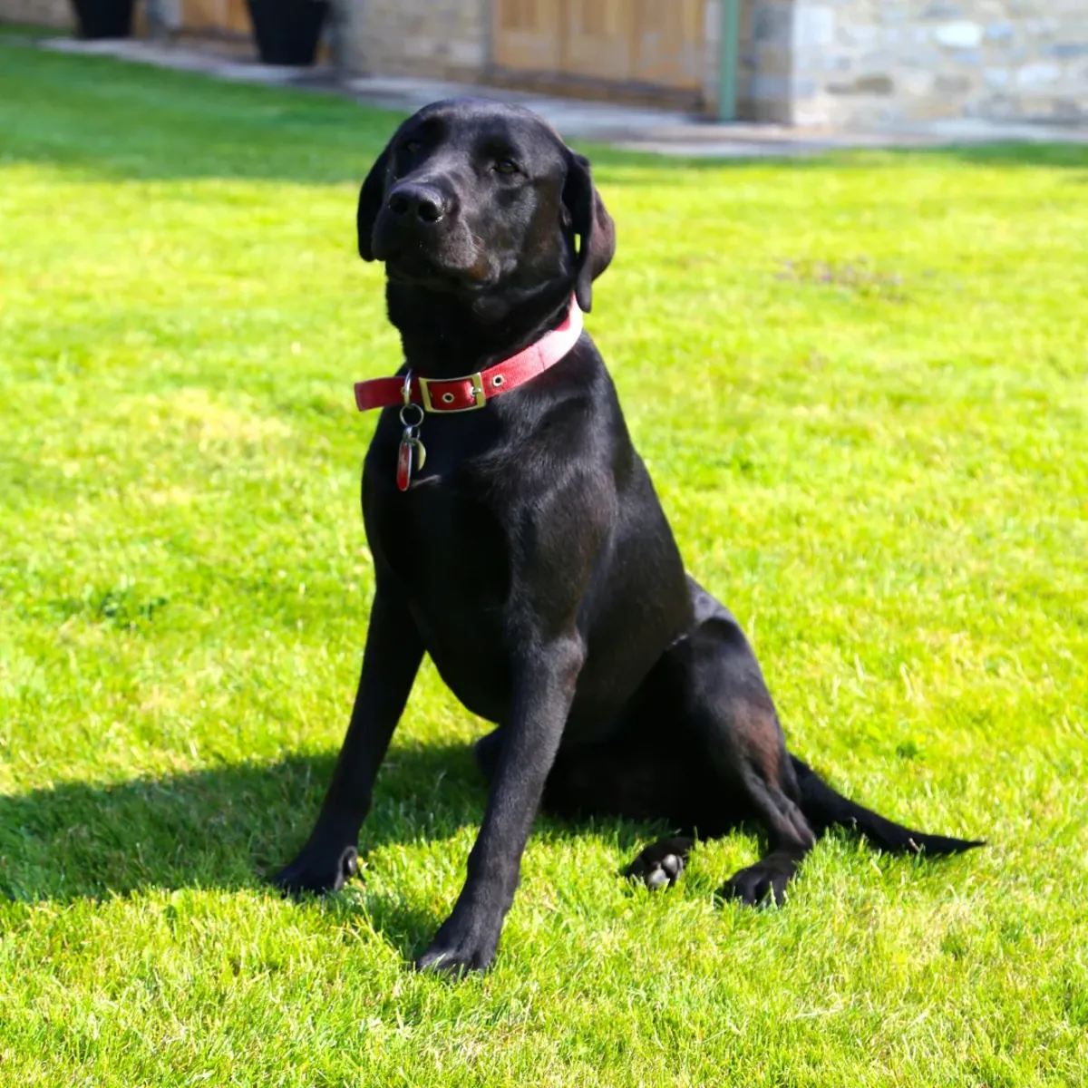 A Labrador raised in a family environment will be given away for adoption.